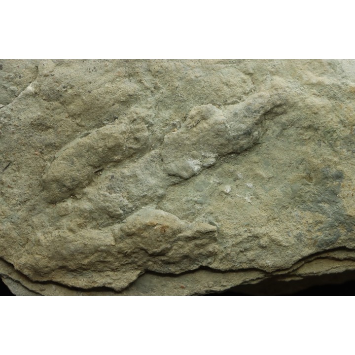 2 dinosaur foot print : Grallator variabilis