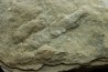 2 empreintes de dinosaure Grallator variabilis