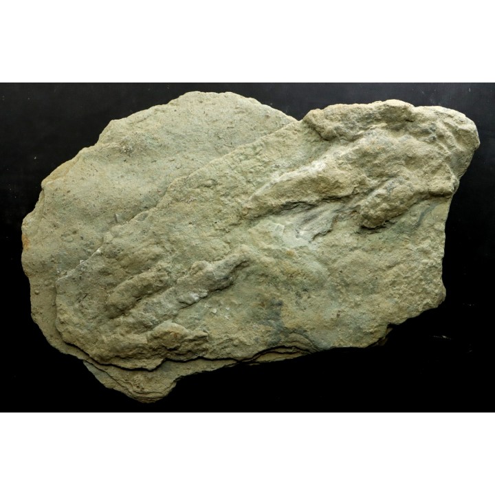 2 empreintes de dinosaure Grallator variabilis