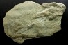 2 dinosaur foot print : Grallator variabilis