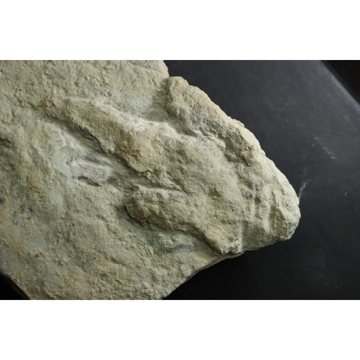 2 dinosaur foot print : Grallator variabilis