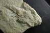 2 dinosaur foot print : Grallator variabilis