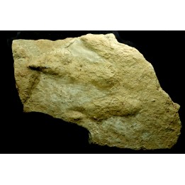 big size dinosaur foot print : Eubrontes veillonensis