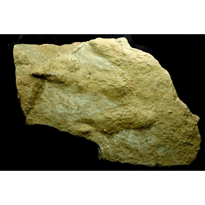 big size dinosaur foot print : Eubrontes veillonensis