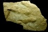 25cm!! tres grosse empreinte de dinosaure Eubrontes veillonensis