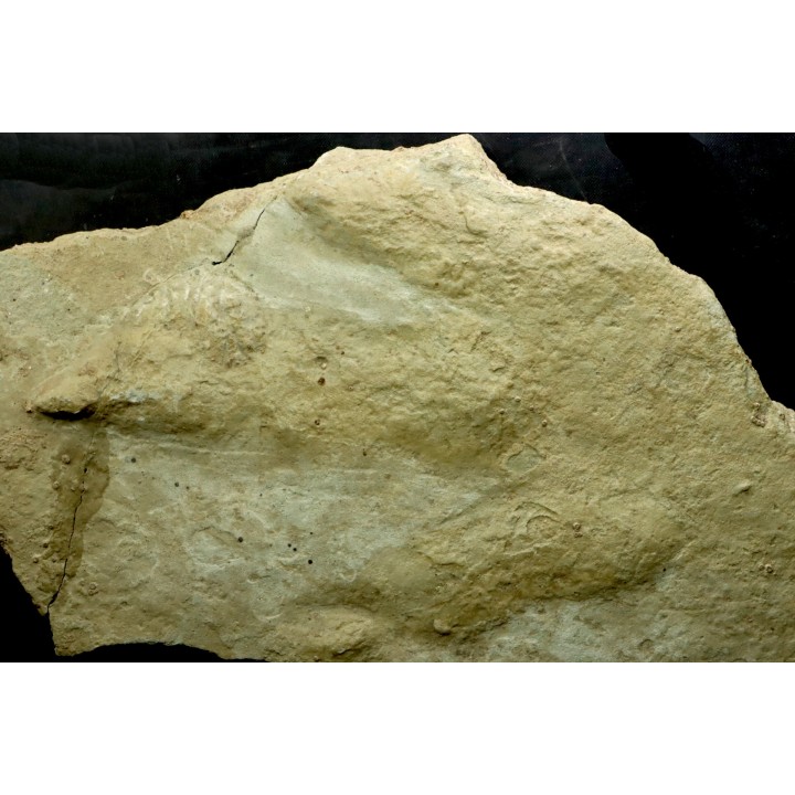 25cm!! tres grosse empreinte de dinosaure Eubrontes veillonensis