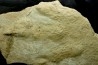 25cm!! tres grosse empreinte de dinosaure Eubrontes veillonensis