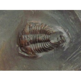 PLIOMEROPS ESCOTI