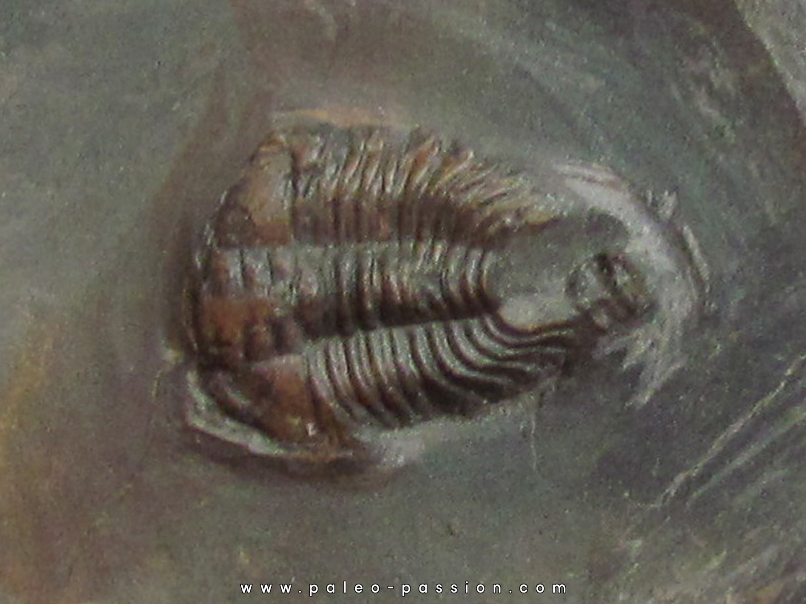 PLIOMEROPS ESCOTI