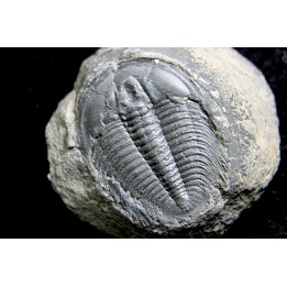 LABIOSTRIA WESTROPI - upper Cambrium - Mc Kay Group, Cranbrook, British Colombia, CANADA