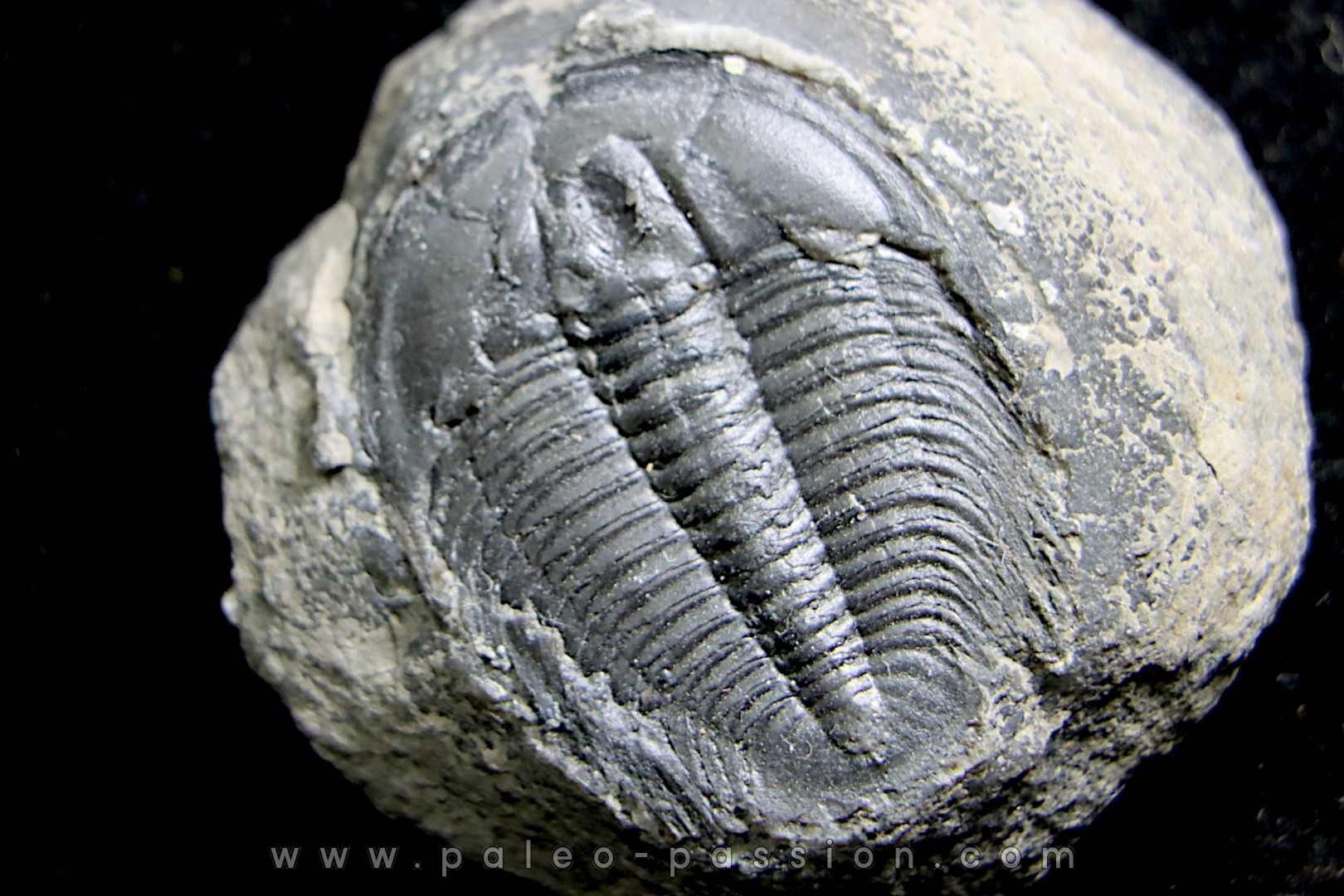 LABIOSTRIA WESTROPI - Cambrien supérieur - Mc Kay Group, Cranbrook, British Colombia, CANADA