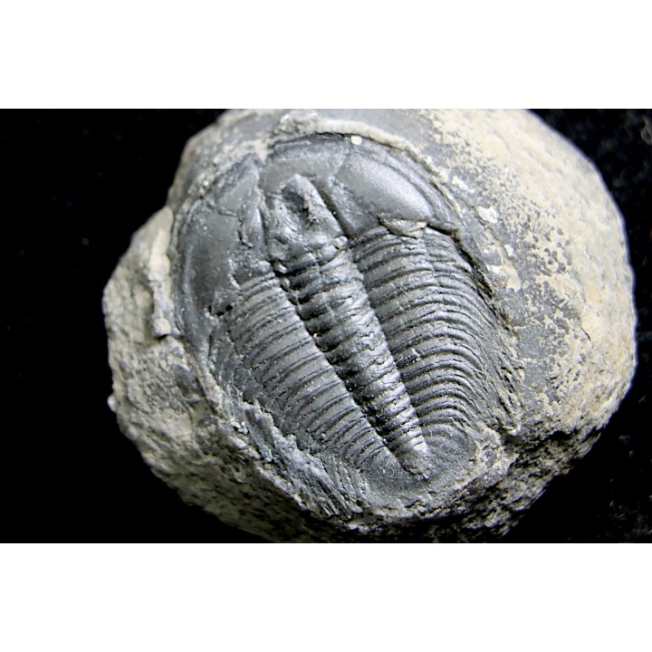 LABIOSTRIA WESTROPI - Cambrien supérieur - Mc Kay Group, Cranbrook, British Colombia, CANADA