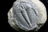 LABIOSTRIA WESTROPI - upper Cambrium - Mc Kay Group, Cranbrook, British Colombia, CANADA