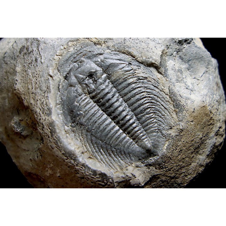 LABIOSTRIA WESTROPI - Cambrien supérieur - Mc Kay Group, Cranbrook, British Colombia, CANADA
