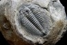 LABIOSTRIA WESTROPI - Cambrien supérieur - Mc Kay Group, Cranbrook, British Colombia, CANADA