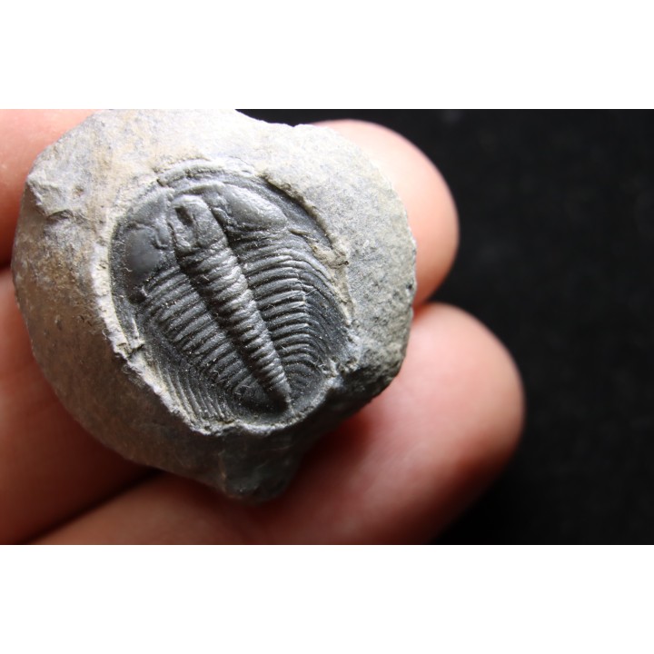 LABIOSTRIA WESTROPI - upper Cambrium - Mc Kay Group, Cranbrook, British Colombia, CANADA