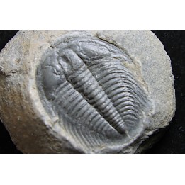 LABIOSTRIA WESTROPI - upper Cambrium - Mc Kay Group, Cranbrook, British Colombia, CANADA
