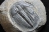 LABIOSTRIA WESTROPI - upper Cambrium - Mc Kay Group, Cranbrook, British Colombia, CANADA