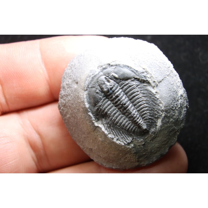 LABIOSTRIA WESTROPI - Cambrien supérieur - Mc Kay Group, Cranbrook, British Colombia, CANADA