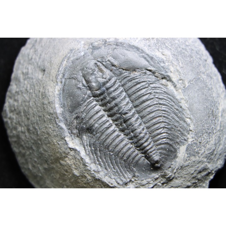 LABIOSTRIA WESTROPI - Cambrien supérieur - Mc Kay Group, Cranbrook, British Colombia, CANADA