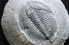 LABIOSTRIA WESTROPI - Cambrien supérieur - Mc Kay Group, Cranbrook, British Colombia, CANADA