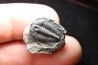 LABIOSTRIA WESTROPI - Cambrien supérieur - Mc Kay Group, Cranbrook, British Colombia, CANADA