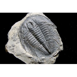 LABIOSTRIA WESTROPI - Cambrien supérieur - Mc Kay Group, Cranbrook, British Colombia, CANADA