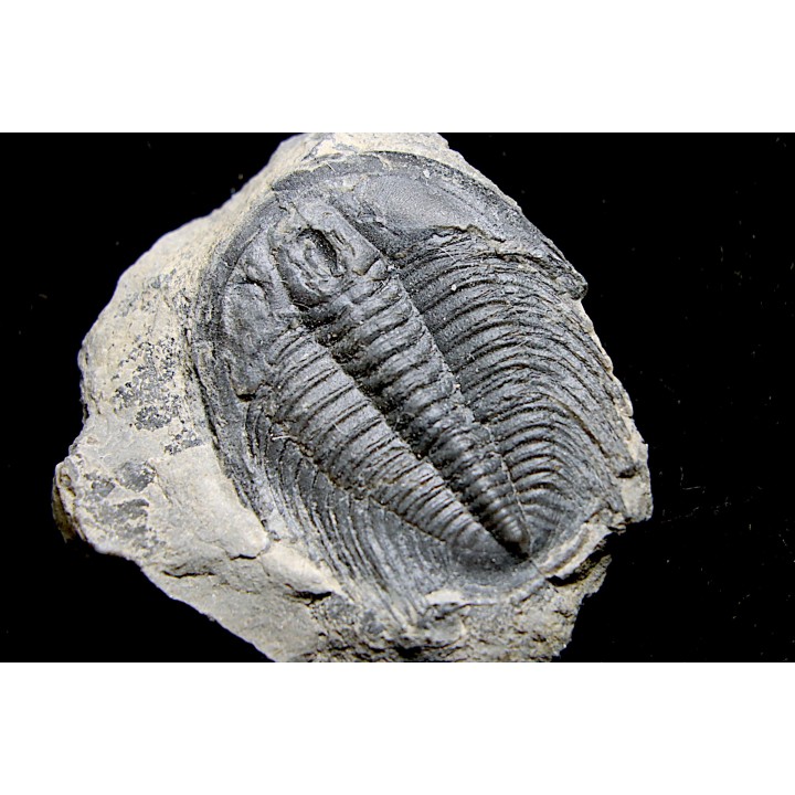 LABIOSTRIA WESTROPI - upper Cambrium - Mc Kay Group, Cranbrook, British Colombia, CANADA