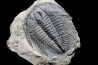 LABIOSTRIA WESTROPI - Cambrien supérieur - Mc Kay Group, Cranbrook, British Colombia, CANADA