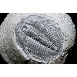 LABIOSTRIA WESTROPI - upper Cambrium - Mc Kay Group, Cranbrook, British Colombia, CANADA