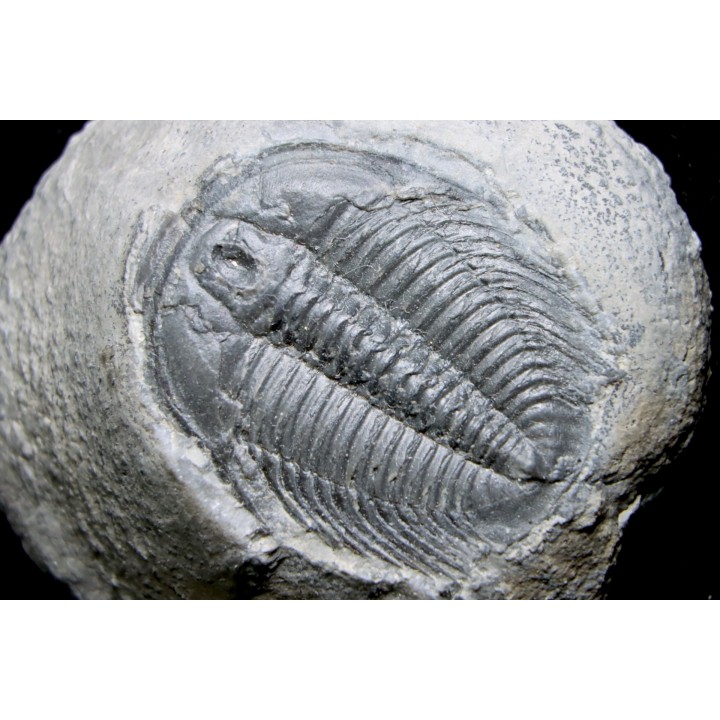 LABIOSTRIA WESTROPI - upper Cambrium - Mc Kay Group, Cranbrook, British Colombia, CANADA