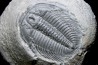 LABIOSTRIA WESTROPI - upper Cambrium - Mc Kay Group, Cranbrook, British Colombia, CANADA