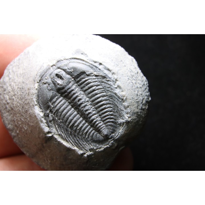 LABIOSTRIA WESTROPI - Cambrien supérieur - Mc Kay Group, Cranbrook, British Colombia, CANADA