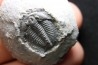 LABIOSTRIA WESTROPI - upper Cambrium - Mc Kay Group, Cranbrook, British Colombia, CANADA