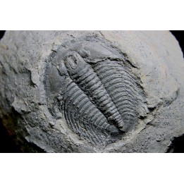 LABIOSTRIA WESTROPI - Cambrien supérieur - Mc Kay Group, Cranbrook, British Colombia, CANADA