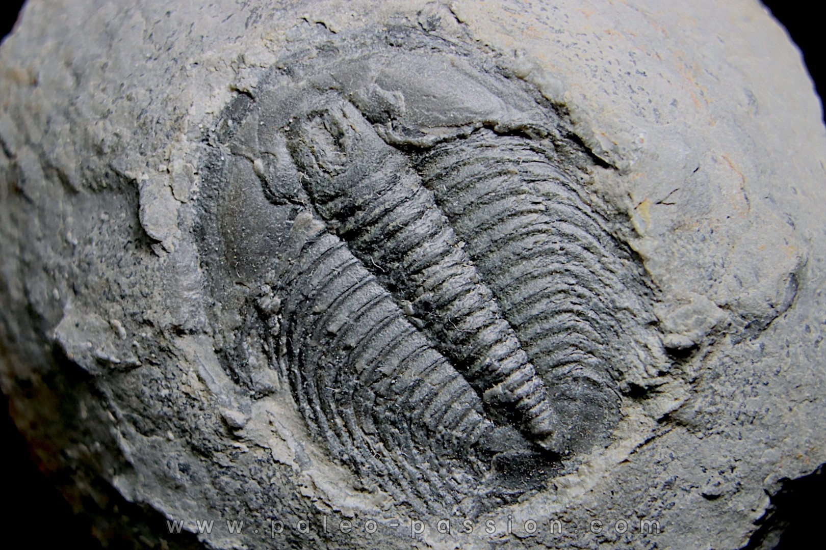 LABIOSTRIA WESTROPI - Cambrien supérieur - Mc Kay Group, Cranbrook, British Colombia, CANADA