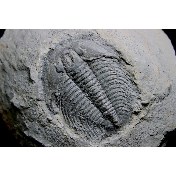 LABIOSTRIA WESTROPI - upper Cambrium - Mc Kay Group, Cranbrook, British Colombia, CANADA