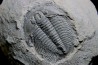 LABIOSTRIA WESTROPI - Cambrien supérieur - Mc Kay Group, Cranbrook, British Colombia, CANADA