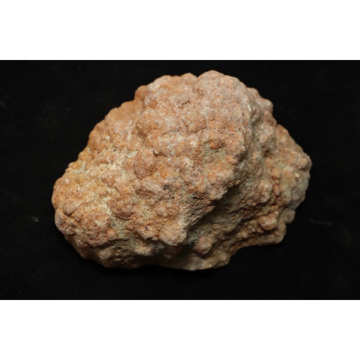 dinosaur coprolithe - jurassic - Morrison Formation