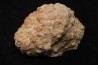 dinosaur coprolithe - jurassic - Morrison Formation