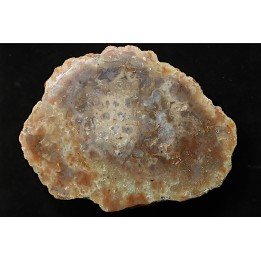coprolithe de dinosaure - jurassique - Morrison Formation