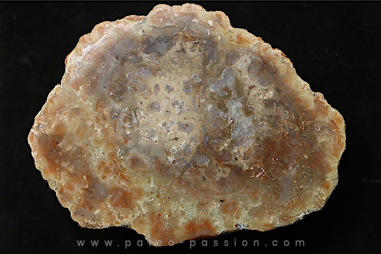 coprolithe de dinosaure - jurassique - Morrison Formation