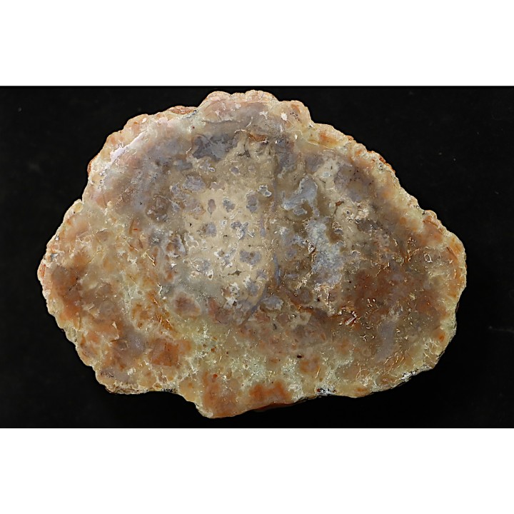 coprolithe de dinosaure - jurassique - Morrison Formation