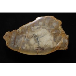 dinosaur coprolithe - jurassic - Morrison Formation