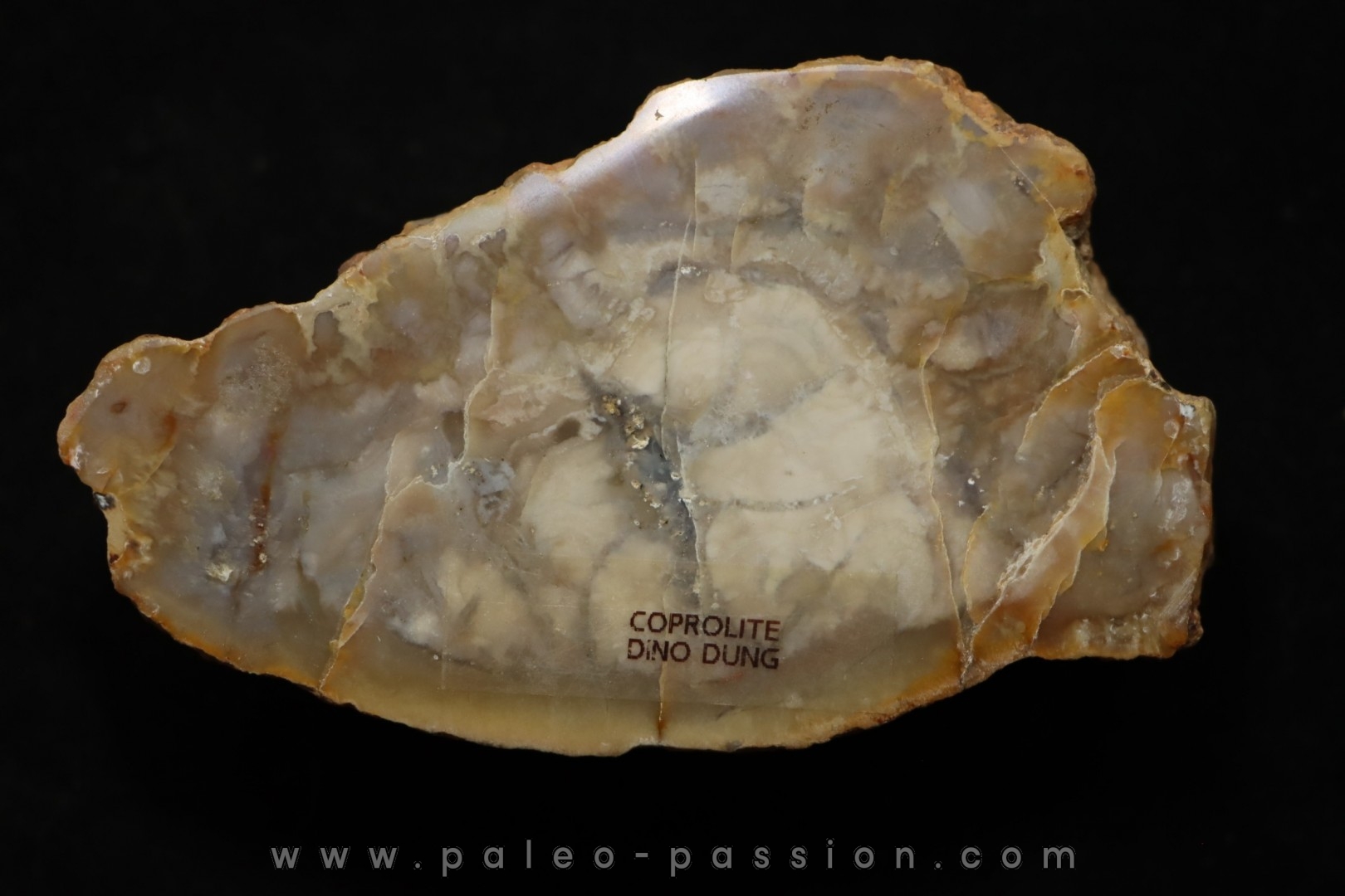 coprolithe de dinosaure - jurassique - Morrison Formation