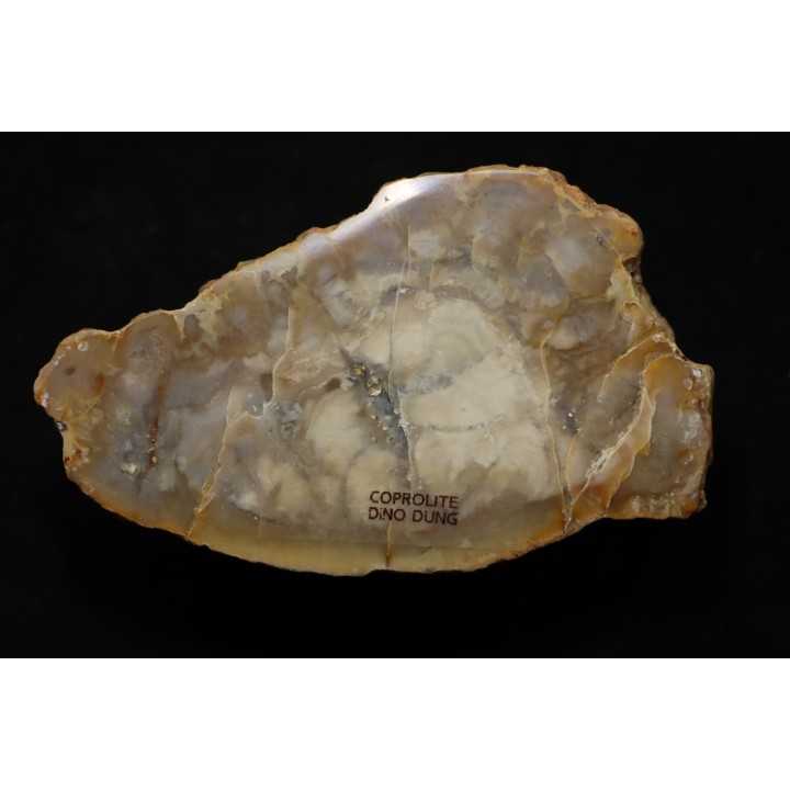 dinosaur coprolithe - jurassic - Morrison Formation
