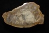 dinosaur coprolithe - jurassic - Morrison Formation