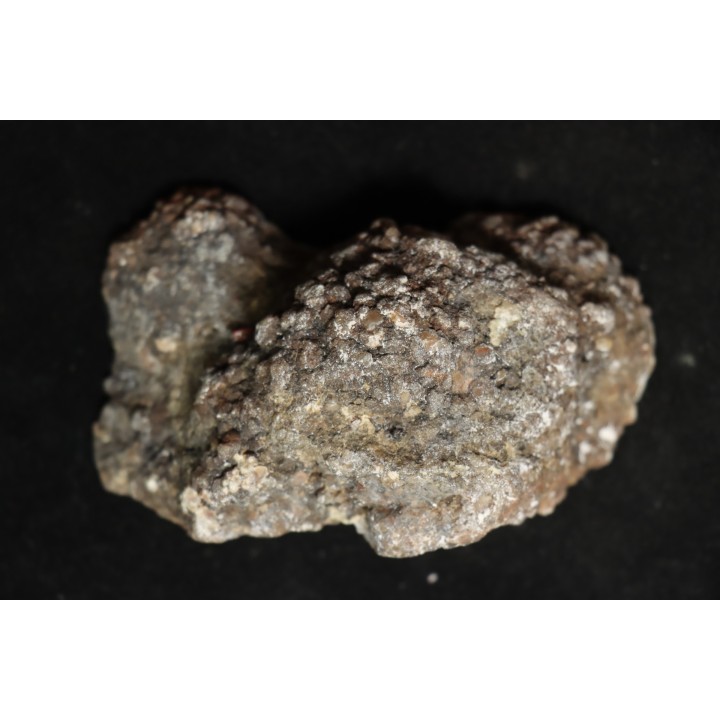 dinosaur coprolithe - jurassic - Morrison Formation