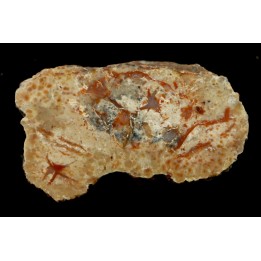 dinosaur coprolithe - jurassic - Morrison Formation