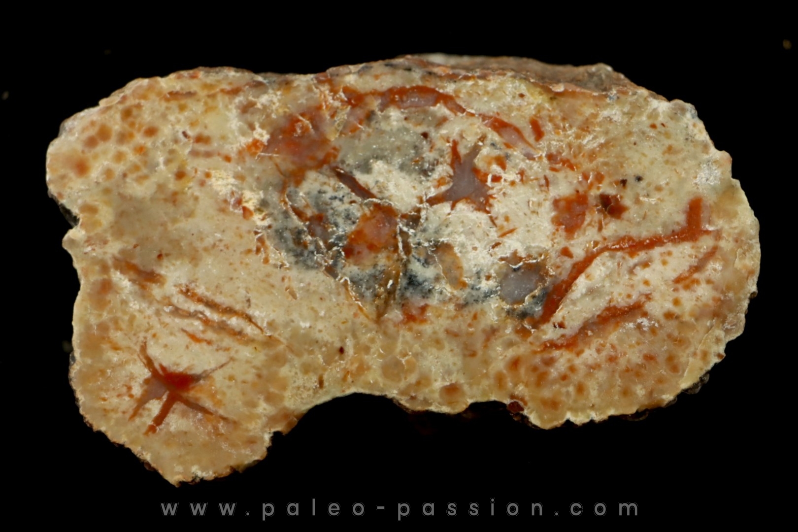 dinosaur coprolithe - jurassic - Morrison Formation